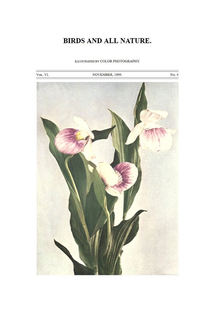 Book Birds and All Nature, Vol. 6, No. 4, November 1899 In Natural Colors