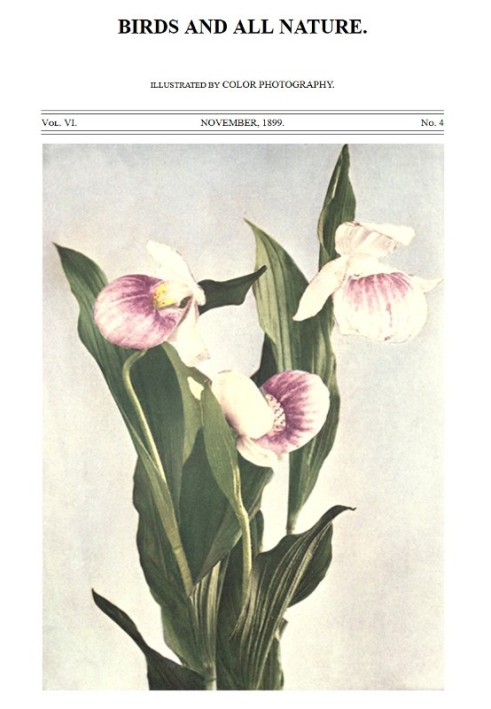 Book Birds and All Nature, Vol. 6, No. 4, November 1899 In Natural Colors