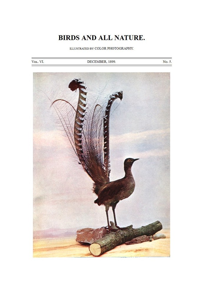 Book Birds and All Nature, Vol. 6, No. 5, December 1899 Illustrated by Color Photography