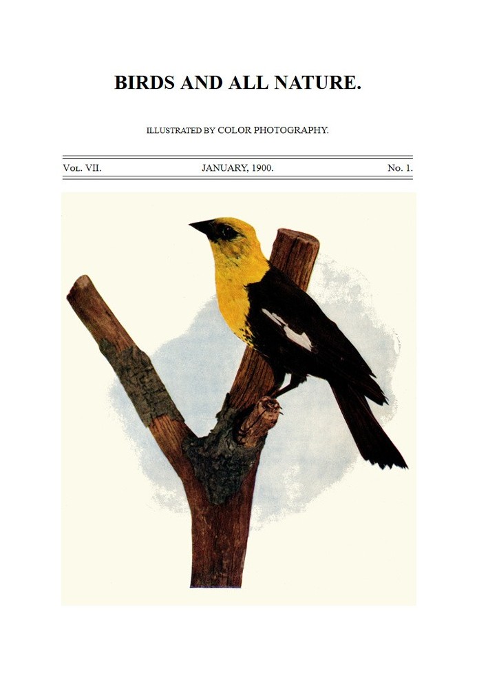Book Birds and All Nature, Vol. 7, No. 1, January 1900 Illustrated by Color Photography