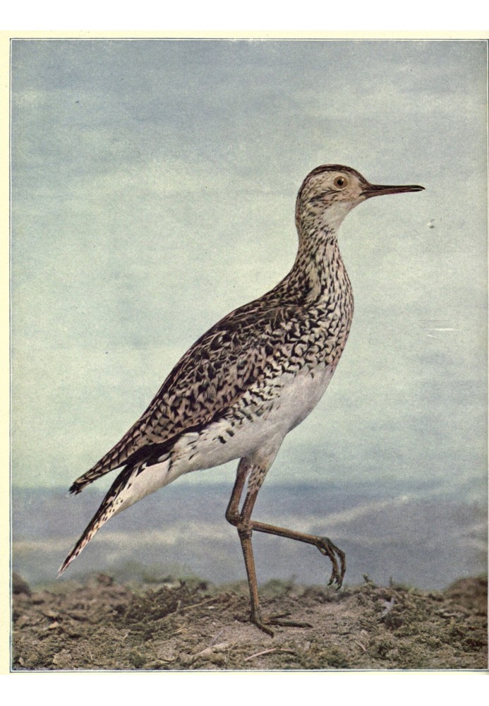 Книга Птахи, проілюстровані кольоровою фотографією, том. 3, № 4.