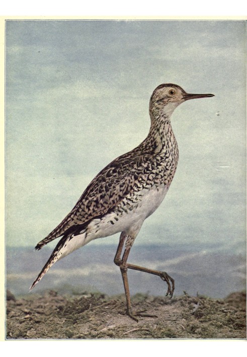 Книга Птахи, проілюстровані кольоровою фотографією, том. 3, № 4.