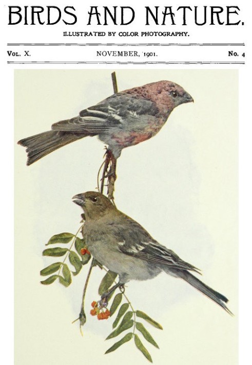 Book Birds and Nature, Vol. 10 No. 4 [November 1901]