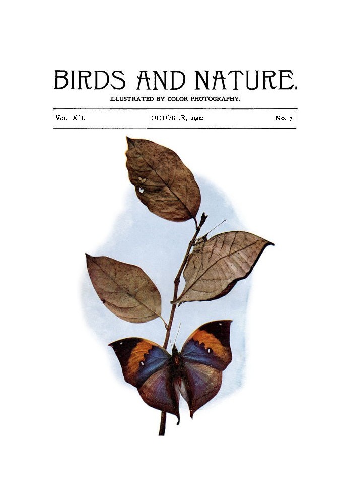Book Birds and Nature, Vol. 12 No. 3 [August 1902] Illustrated by Color Photography