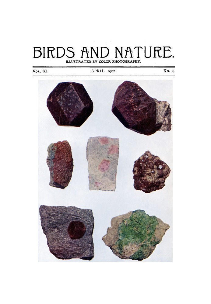 Book Birds and Nature Vol. 11 No. 4 [April 1902] Illustrated by Color Photography