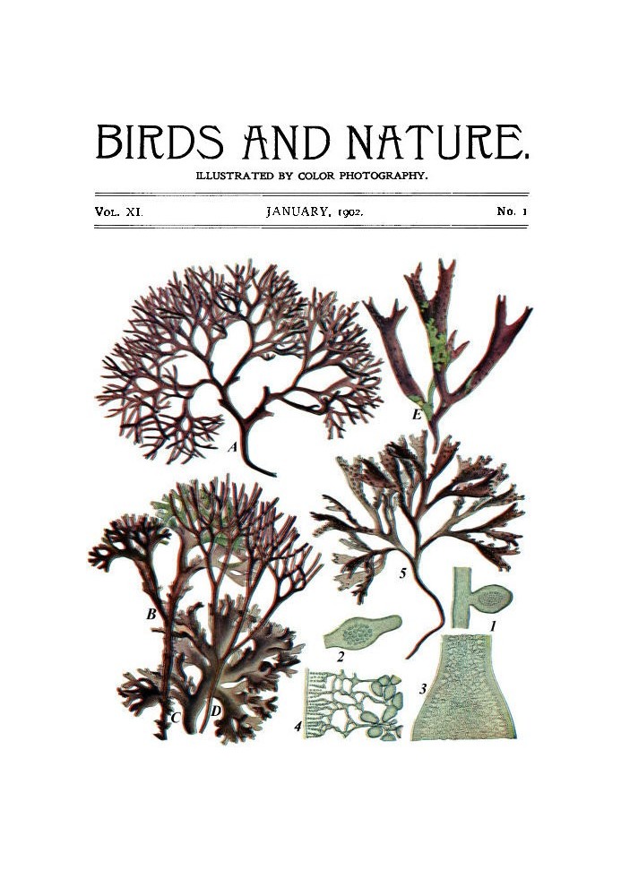 Book Birds and Nature Vol. 11 No. 1 [January 1902] Illustrated by Color Photography