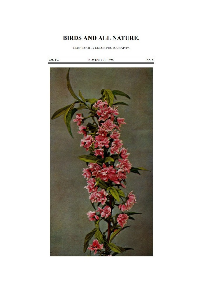 Book Birds and All Nature, Vol. 4, No. 5, November 1898 Illustrated by Color Photography