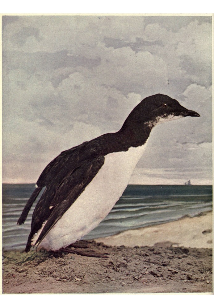 Book Birds Illustrated by Color Photography, Vol. 3, No. 6, June 1898