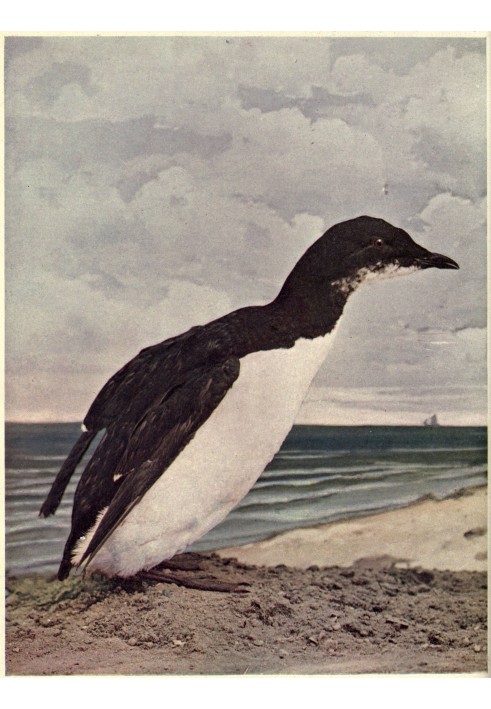 Book Birds Illustrated by Color Photography, Vol. 3, No. 6, June 1898