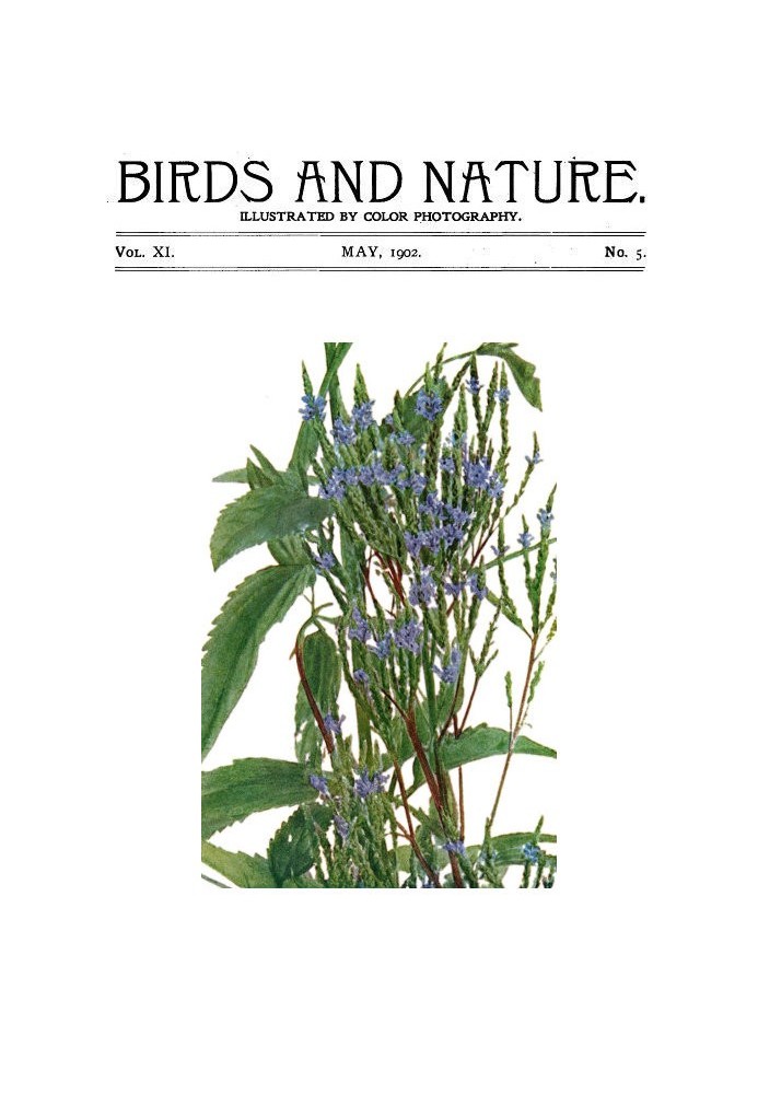 Book Birds and Nature Vol. 11 No. 5 [May 1902] Illustrated by Color Photography