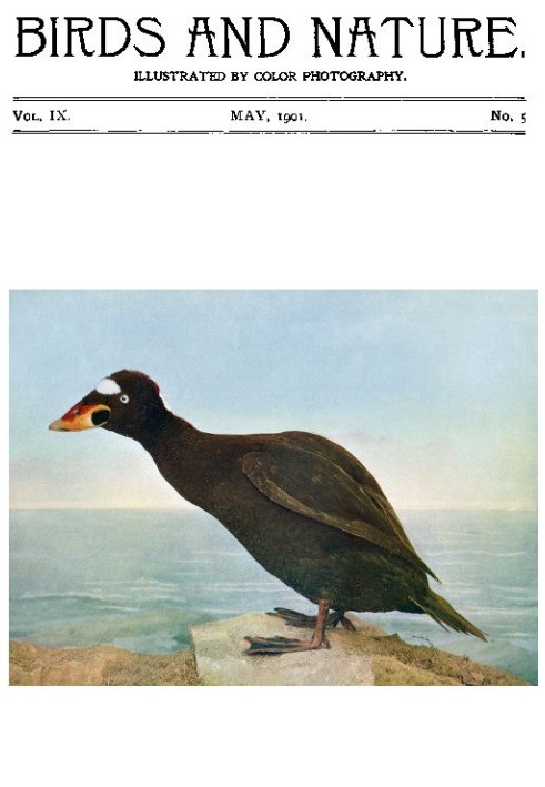 Книга Птицы и природа Том. 09 № 5 [май 1901 г.] С иллюстрациями цветной фотографии.