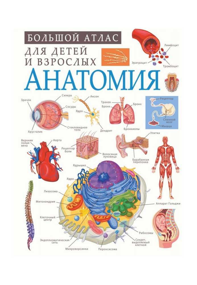 Book Anatomy