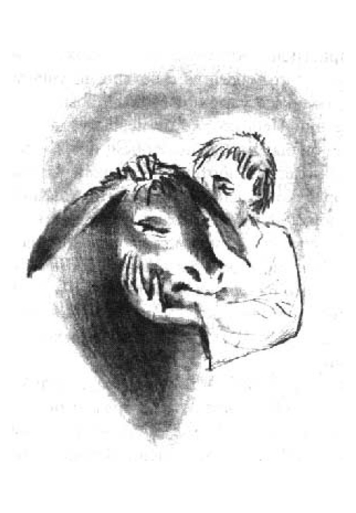Book Donkey miracle