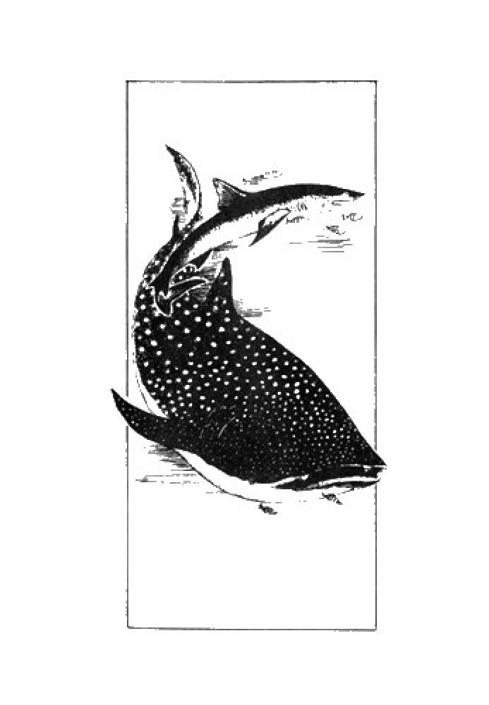 Book Sinister fish?