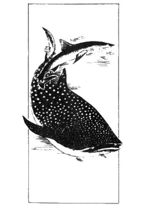 Book Sinister fish?