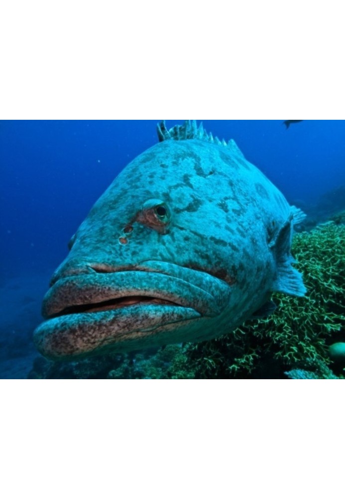 Book Giants of the coastal waters of the oceans