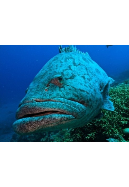Book Giants of the coastal waters of the oceans