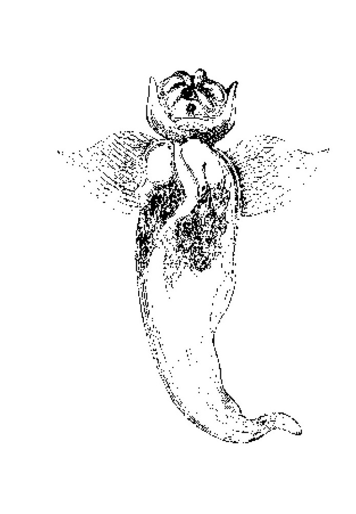 Book Invertebrates of the White Sea