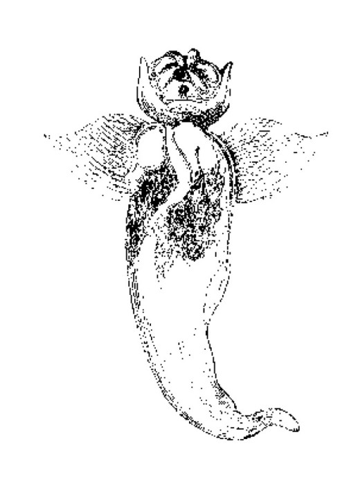 Book Invertebrates of the White Sea