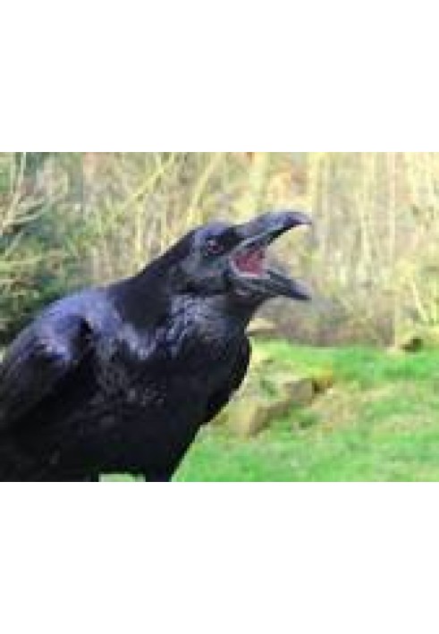 Book Raven is a wise and speaking bird
