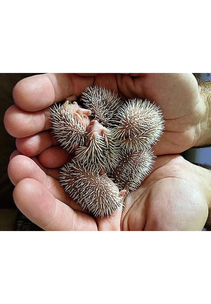 Book A prickly individualist