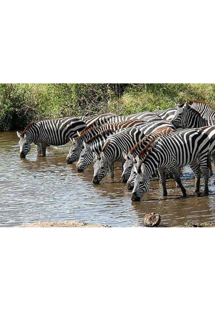 Book Striped horse