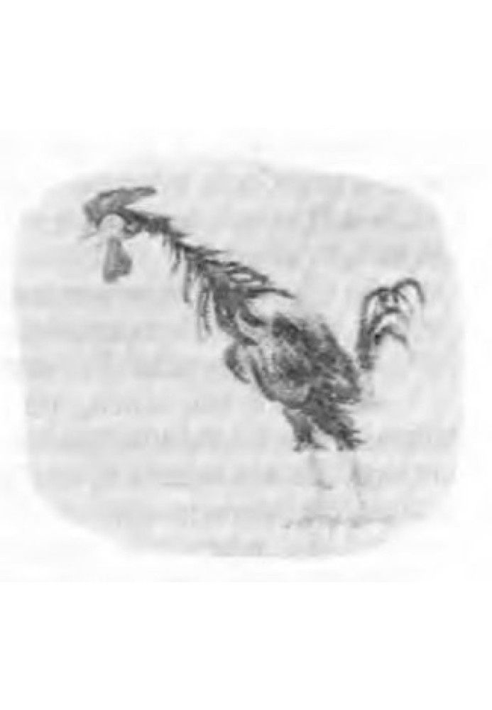 Book Black cockerel