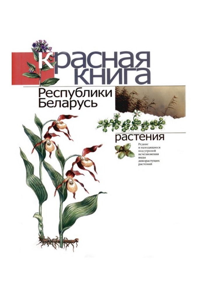 Book Red Book of the Republic of Belarus: Rare and endangered species of wild plants