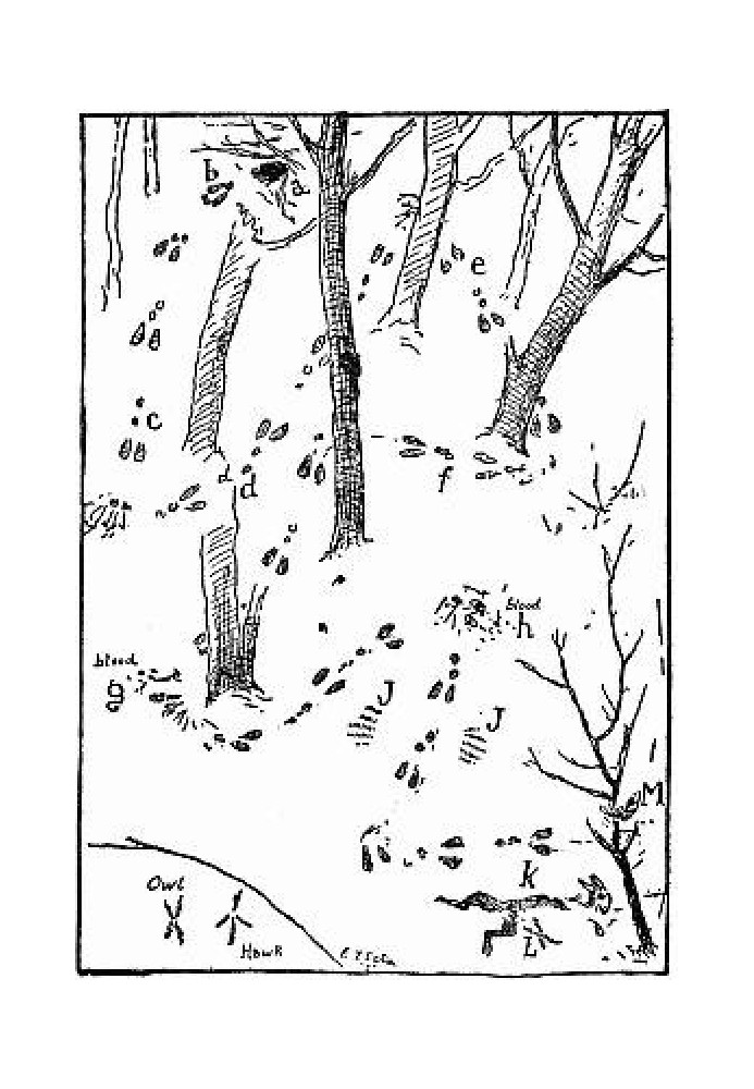 Book Woodland Tales