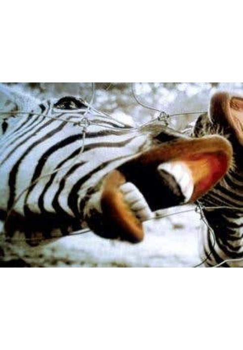 Book My little zebra: secrets of taming