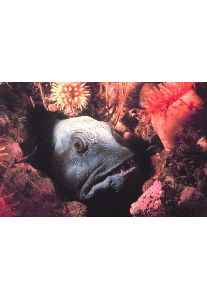 Book Wolf fish and cat fish