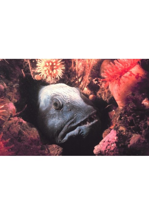 Book Wolf fish and cat fish