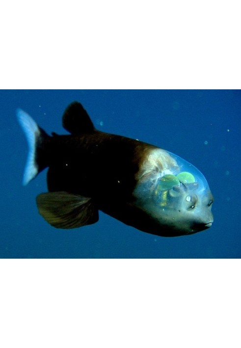 Book Wonderful deep-sea miracle