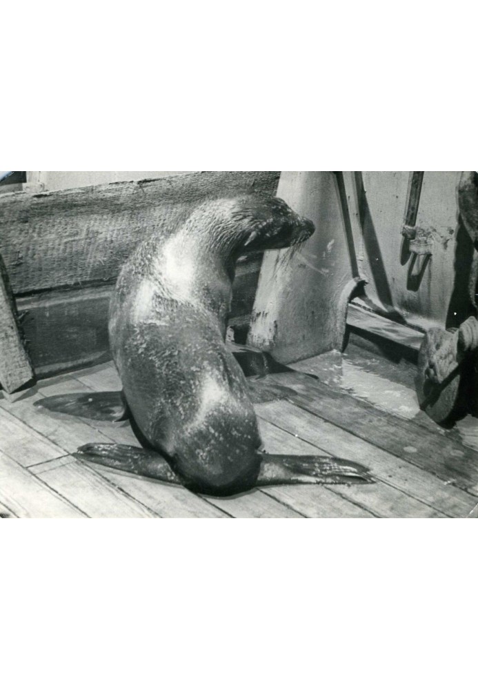 Book Unexpected encounters and oddities at sea and on land