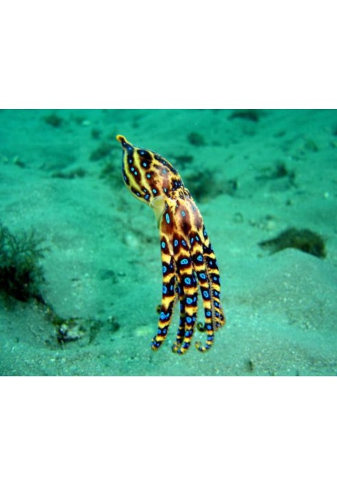 Book Underwater multi-armed monsters - red devils