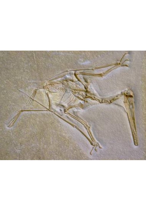 Book The mystery of pterodactyl flight: wings of a traveling wave