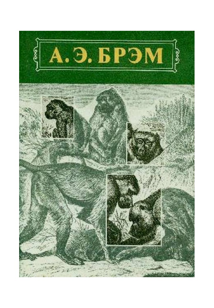Book Animal Life Volume I Mammals