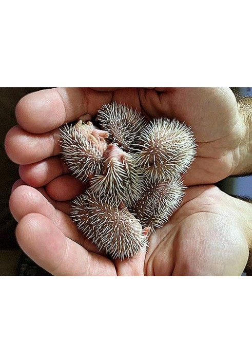 Book A prickly individualist