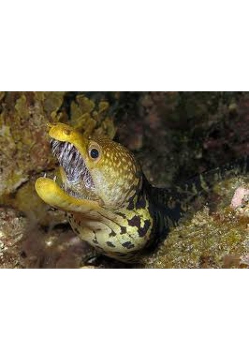 Book Mysterious moray eels