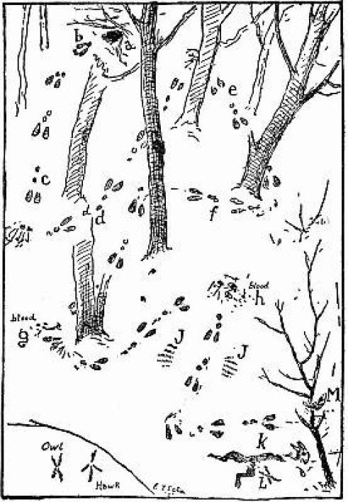 Book Woodland Tales