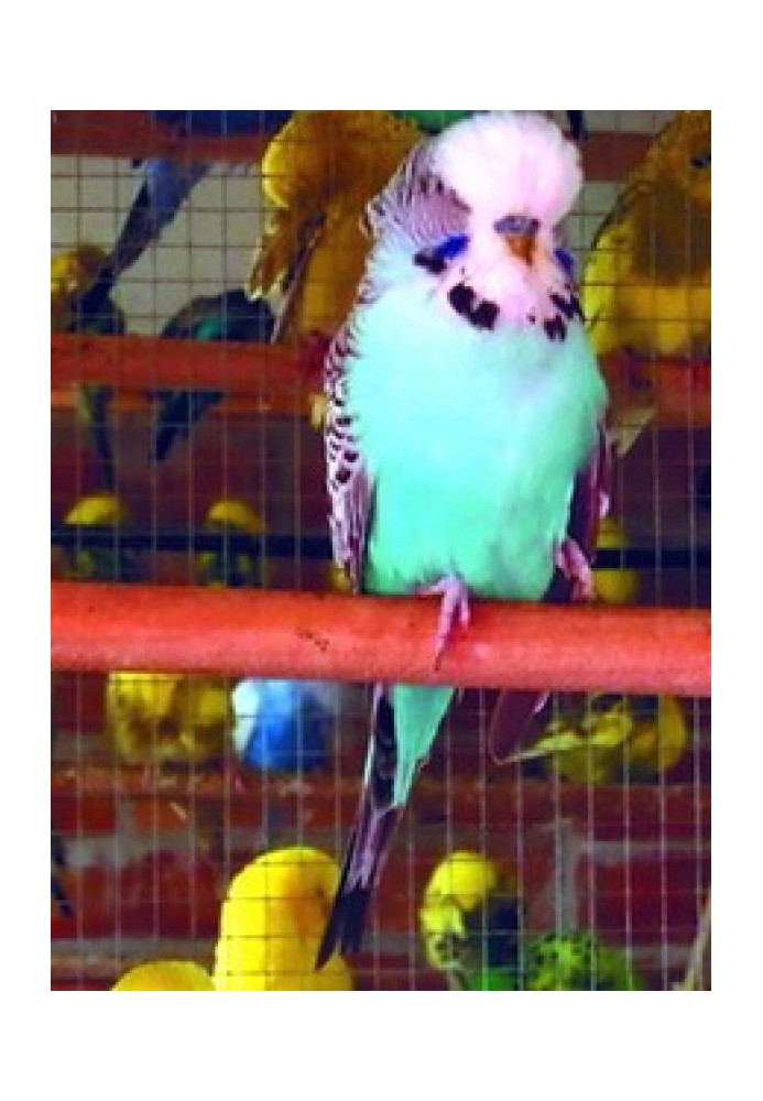 Book Budgerigars