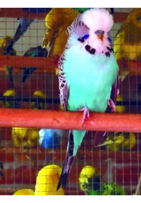 Book Budgerigars
