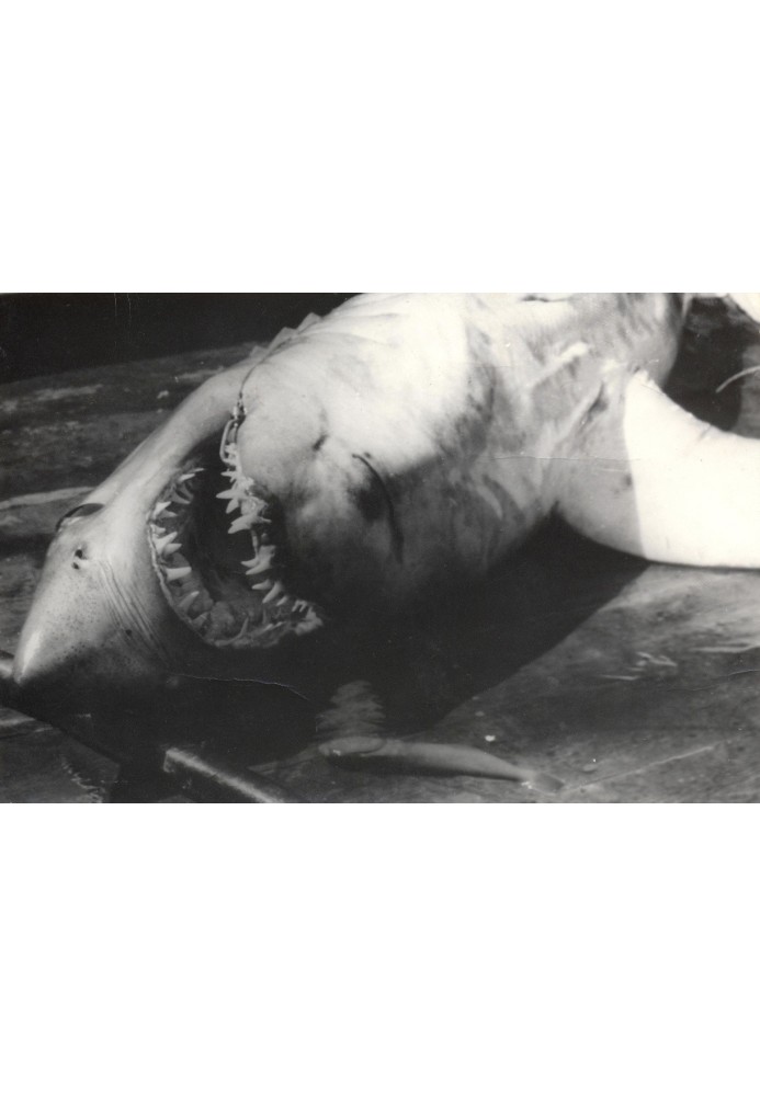 Book Shark's Revenge