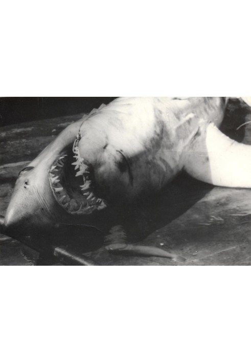 Book Shark's Revenge