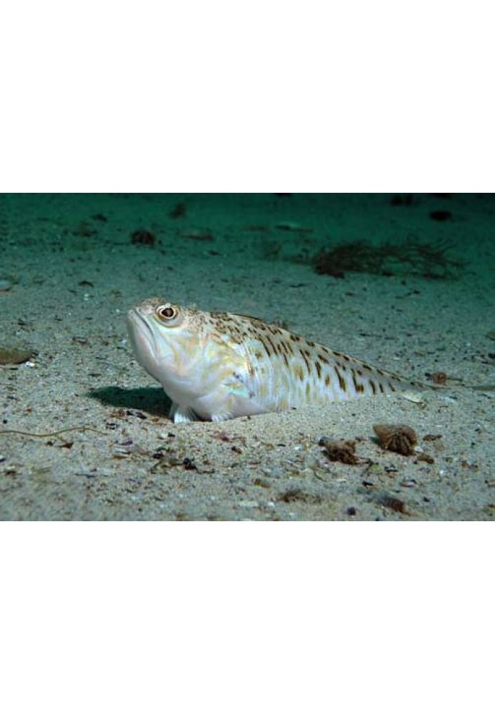Book The most poisonous fish of the Black Sea. Sea dragons and sea cows.