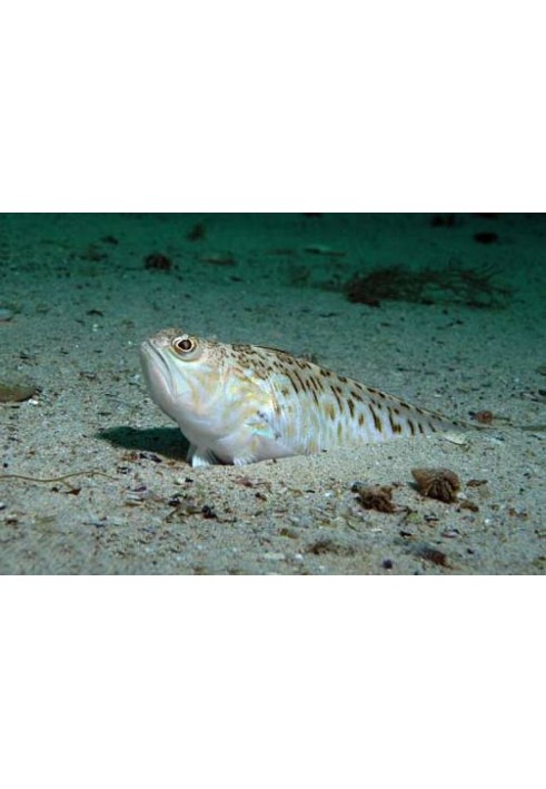 Book The most poisonous fish of the Black Sea. Sea dragons and sea cows.