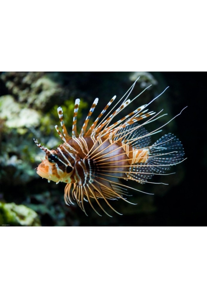 Book Poisonous fish. The insidious weapon of fish